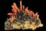 Bright Orange Crocoite Crystal Cluster - Tasmania #171687-3